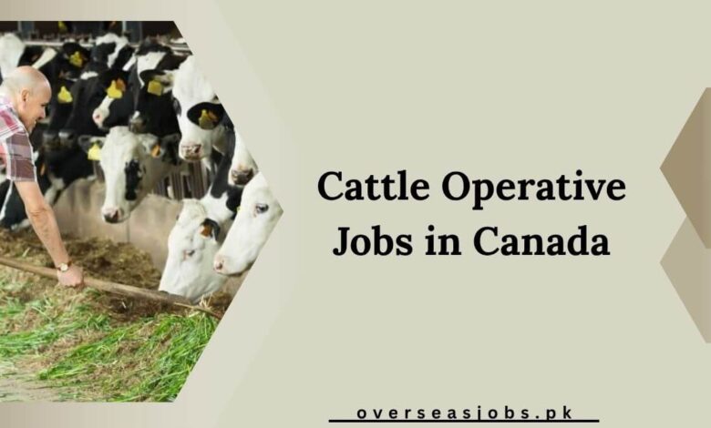 Cattle Operative Jobs in Canada