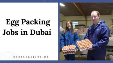Egg Packing Jobs in Dubai